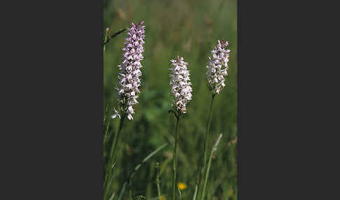 Geflecktes Knabenkraut (Dactylorhiza maculata)