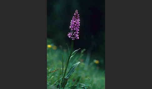 Geflecktes Knabenkraut (Dactylorhiza maculata)