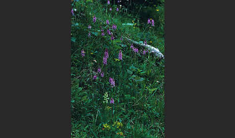 Geflecktes Knabenkraut (Dactylorhiza maculata)