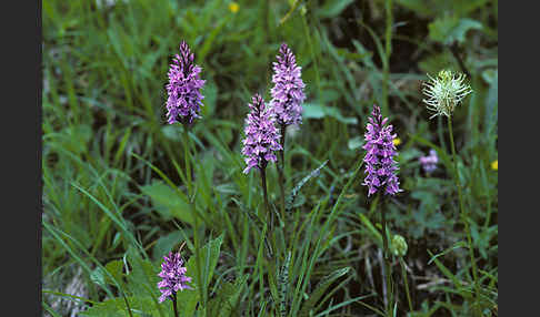 Geflecktes Knabenkraut (Dactylorhiza maculata)