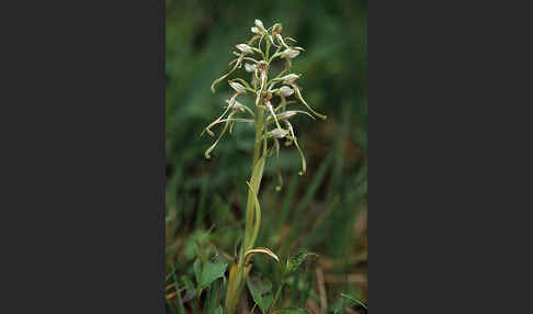 Bocks-Riemenzunge (Himantoglossum hircinum)