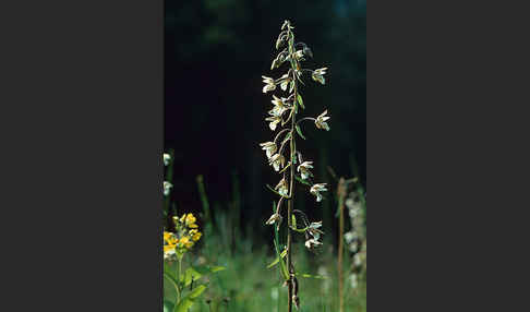 Sumpf-Sitter (Epipactis palustris)