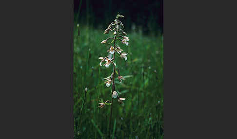 Sumpf-Sitter (Epipactis palustris)