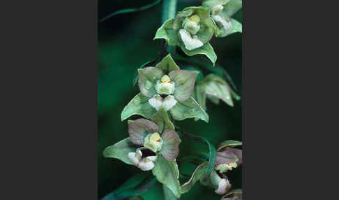 Violette Stendelwurz (Epipactis purpurata)