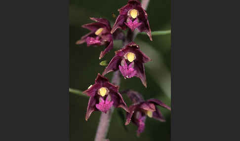 Braunrote Sitter (Epipactis atrorubens)