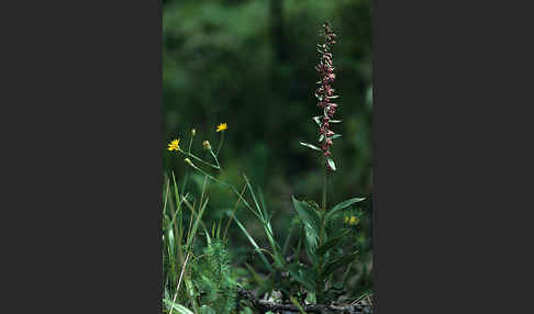 Braunrote Sitter (Epipactis atrorubens)