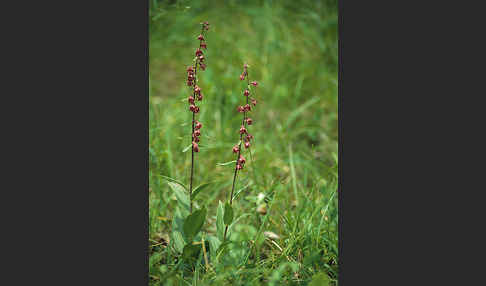 Braunrote Sitter (Epipactis atrorubens)