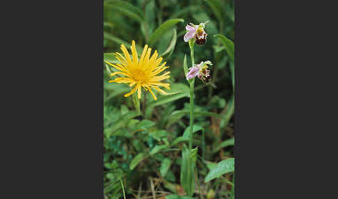 Bienen-Ragwurz (Ophrys apifera)