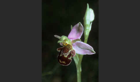 Bienen-Ragwurz (Ophrys apifera)