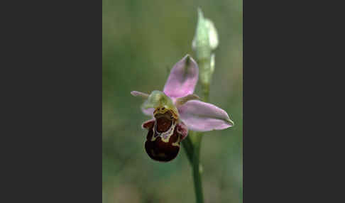 Bienen-Ragwurz (Ophrys apifera)