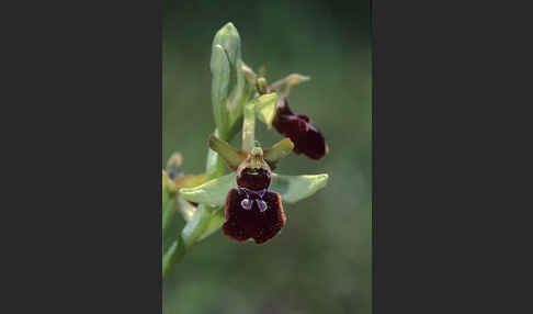 Spinnen-Ragwurz (Ophrys sphegodes)