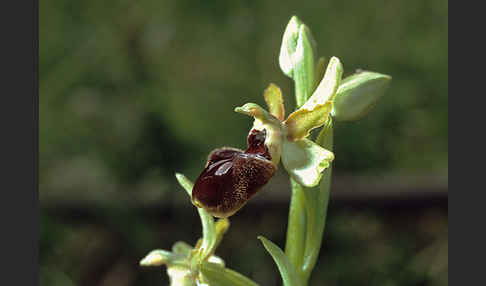 Spinnen-Ragwurz (Ophrys sphegodes)