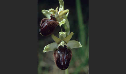 Spinnen-Ragwurz (Ophrys sphegodes)