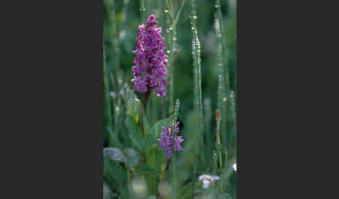 Breitblättrige Kuckucksblume (Dactylorhiza majalis)