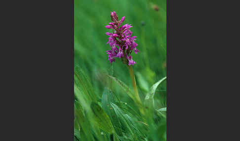 Breitblättrige Kuckucksblume (Dactylorhiza majalis)