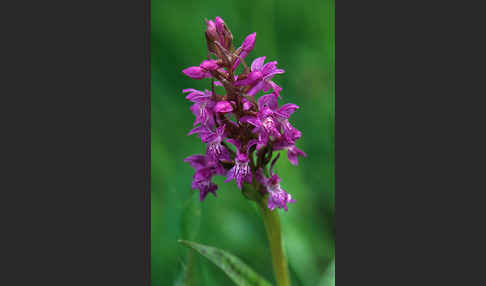 Breitblättrige Kuckucksblume (Dactylorhiza majalis)