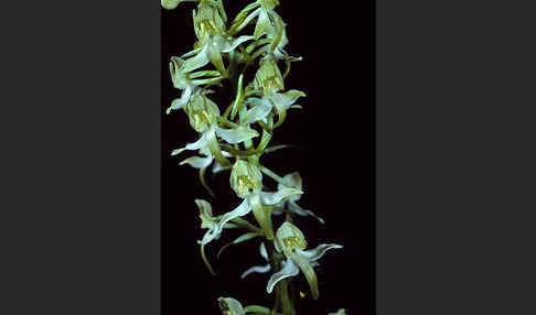 Berg-Waldhyazinthe (Platanthera chlorantha)