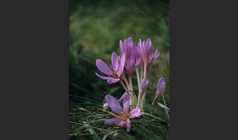 Herbst-Zeitlose (Colchicum autumnale)