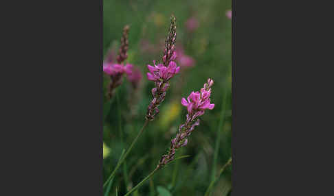 Saat-Esparsette (Onobrychis viciifolia)