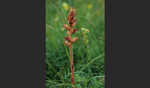 Kleine Sommerwurz (Orobanche minor)