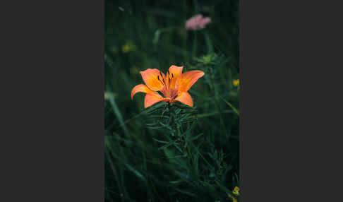 Feuer-Lilie (Lilium bulbiferum)