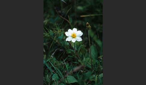 Silberwurz (Dryas octopetala)