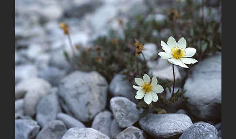 Silberwurz (Dryas octopetala)