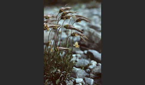 Silberwurz (Dryas octopetala)