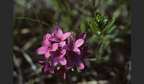 Gestreifter Seidelbast (Daphne striata)