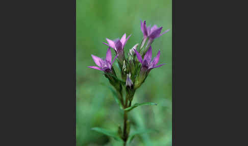 Deutscher Fransenenzian (Gentianella germanica)