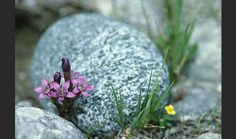 Deutscher Fransenenzian (Gentianella germanica)