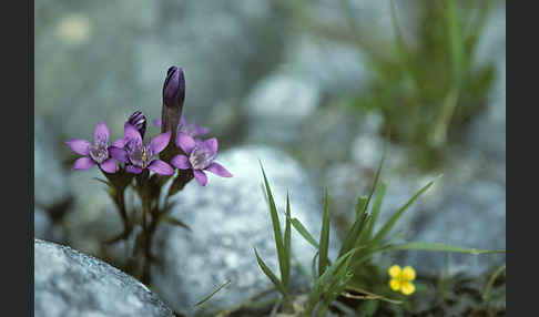 Deutscher Fransenenzian (Gentianella germanica)