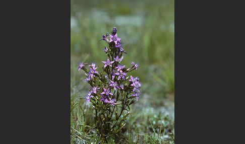 Deutscher Fransenenzian (Gentianella germanica)