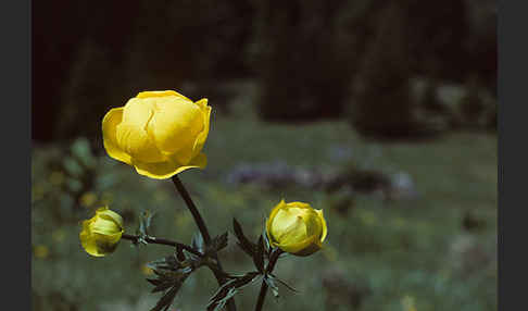 Trollblume (Trollius europaeus)