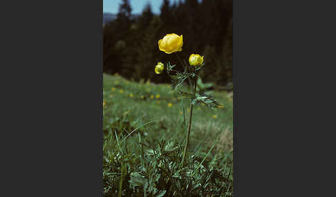 Trollblume (Trollius europaeus)