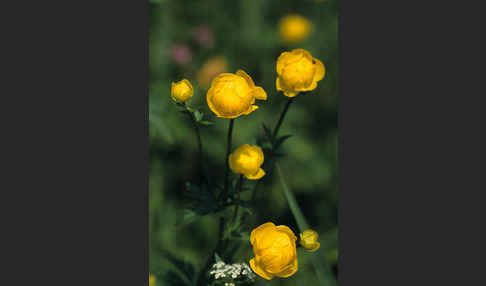 Trollblume (Trollius europaeus)