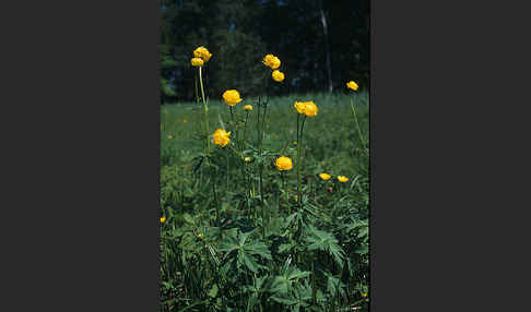 Trollblume (Trollius europaeus)