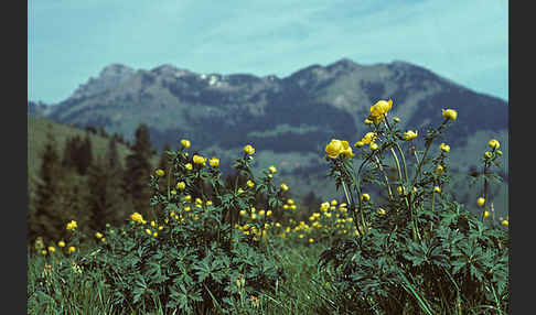 Trollblume (Trollius europaeus)