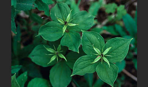 Einbeere (Paris quadrifolia)