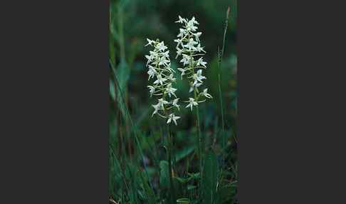 Weiße Waldhyazinthe (Platanthera bifolia)