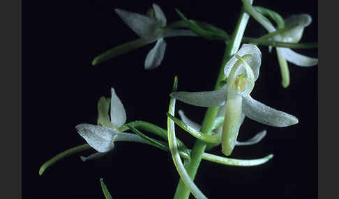 Weiße Waldhyazinthe (Platanthera bifolia)