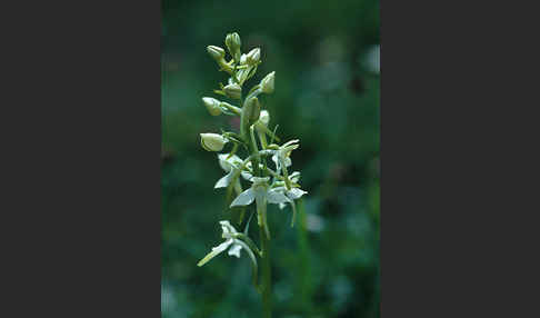 Weiße Waldhyazinthe (Platanthera bifolia)