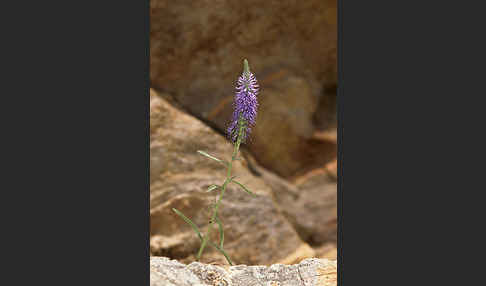 Ähriger Blauweiderich (Pseudolysimachion spicatum)