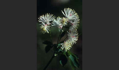 Akeleiblättrige Wiesenraute (Thalictrum aquilegiifolium)