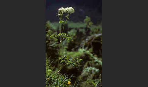 Akeleiblättrige Wiesenraute (Thalictrum aquilegiifolium)