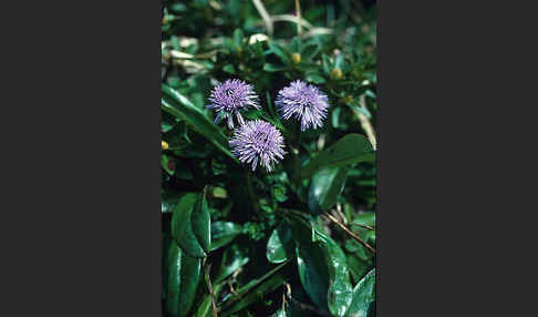 Nacktstenglige Kugelblume (Globularia nudicaulis)