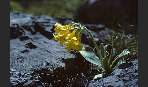 Alpen-Aurikel (Primula auricula)