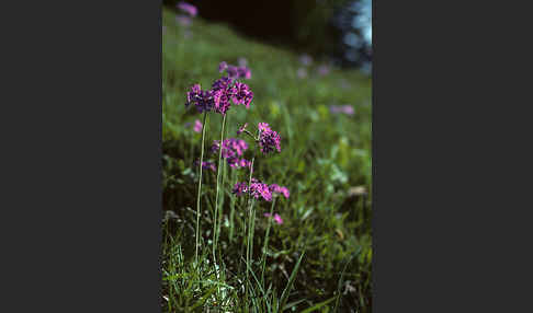 Mehlige Schlüsselblume (Primula farinosa)