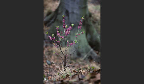 Seidelbast (Daphne mezereum)