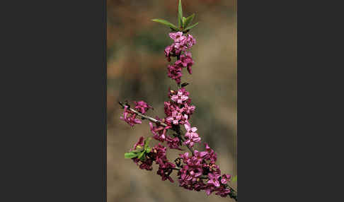 Seidelbast (Daphne mezereum)